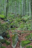 IMG 2317