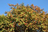 IMG 3809